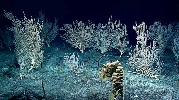 Bamboo Coral.WHOI