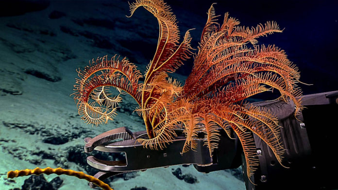 Discovering the Deep: Exploring Remote Pacific MPAs Impacts of deep-sea nodule mining