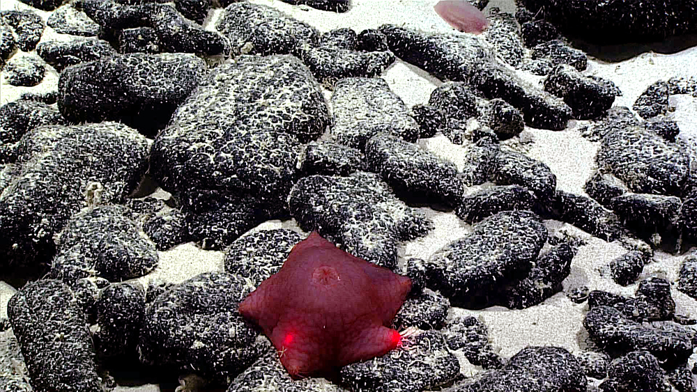 explore deep seabed