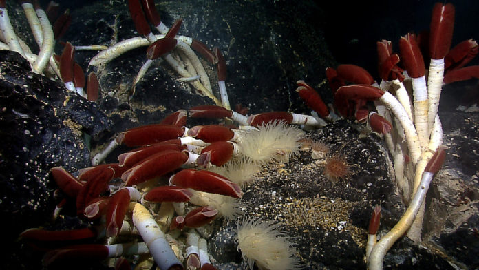 Hydrothermal-Vent-NOAA-Okeanos-Explorer-Program-Flickr-CC-BY-SA-2-0-1024x576 deep sea vent