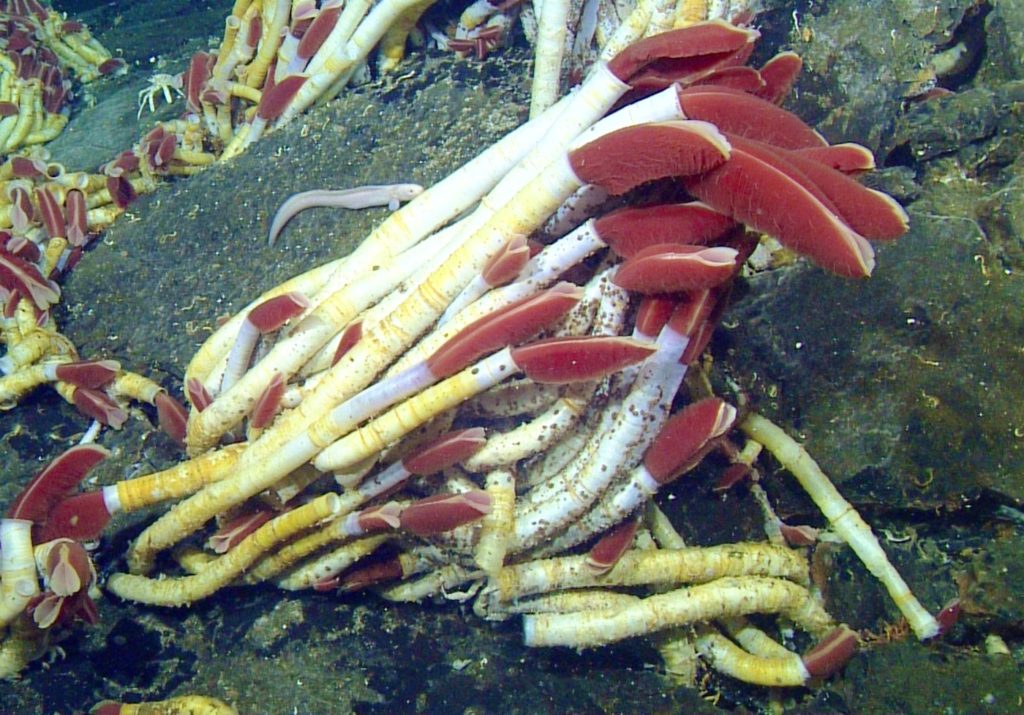 European Parliament Calls for a Moratorium on Deep-Sea Mining